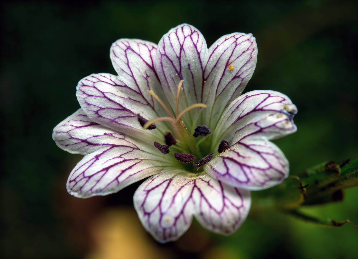 Geranium versicolor en fleurs dans les sous-bois clairs du sud de l'Italie